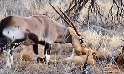 Video: Cuộc đụng độ khốc liệt giữa linh dương sừng kiếm và đàn sư tử