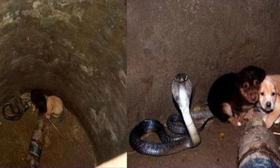 Clip: Chó mẹ ra sức bảo vệ đàn con khỏi rắn hổ mang cực độc