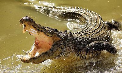 Choáng váng khi cụ bà săn được cá sấu nặng 3 tạ trong nháy mắt