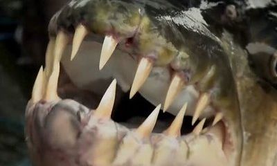 Video: Bắt được cá hổ Goliath ăn thịt tàn bạo nhất châu Phi