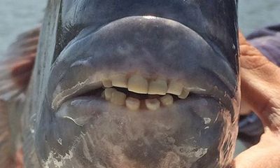 Phát hiện loài cá có hàm răng giống hệt người ở Nga