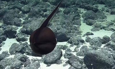 Video: Ngạc nhiên hình ảnh cá chình bồ nông 
