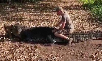 Video nam thanh niên liều lĩnh trèo lên lưng cá sấu khổng lồ để chụp ảnh