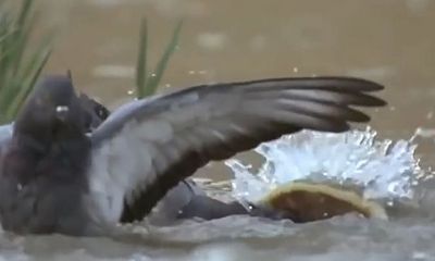 Video: Bồ câu xấu số bị cá trê dài 2,5m nuốt chửng trong nháy mắt