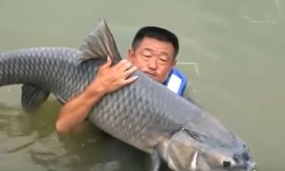 Video: Cần thủ Trung Quốc bị cá trắm nặng 75kg kéo xuống hồ