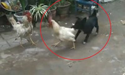 Video: Chú chó ngộ nghĩnh can ngăn 2 con gà trống đánh nhau