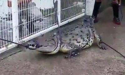 Video: Người dân vây bắt cá sấu dài 3 mét giữa đường phố