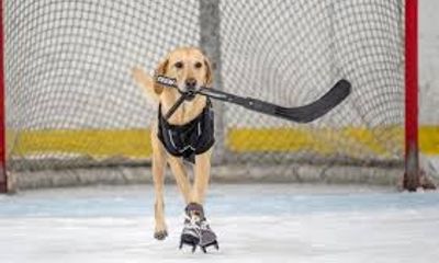 Video: Chú chó có khả năng trượt băng điêu luyện có một không hai