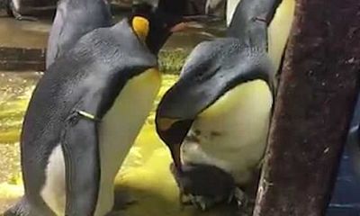 Video: Bất ngờ cặp chim cánh cụt đồng tính bắt cóc con 