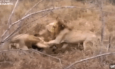 Video: 2 sư tử đực đại chiến kinh hoàng để tranh giành lãnh địa