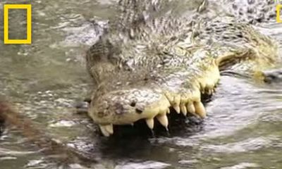 Video: Cuộc đối đầu tàn khốc giữa rắn hổ mang và cá sấu