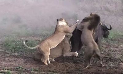 Video: Cái kết bất ngờ khi 3 con sư tử bao vây đánh hội đồng tê giác