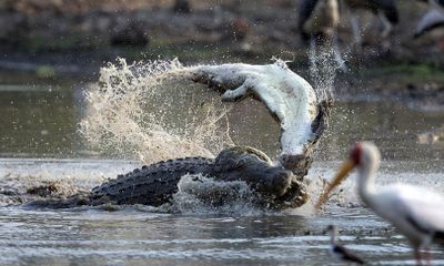 Video: Hãi hùng cảnh cá sấu 