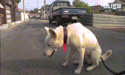 Video: Chú chó thông minh, lễ phép cúi chào khi gặp người