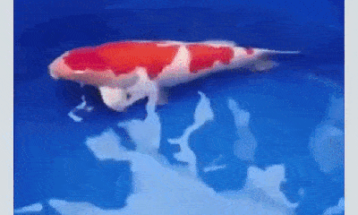 Video: Chiêm ngưỡng cá Koi đắt nhất thế giới dài hơn 1 mét