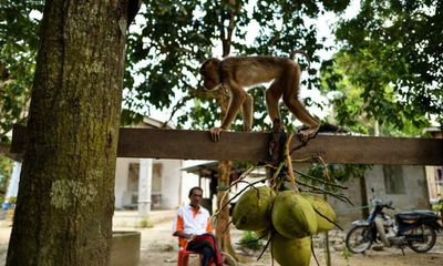 Hi hữu: Đang ngồi trước cửa nhà, cụ bà 72 tuổi tử vong vì bị khỉ ném dừa vào đầu