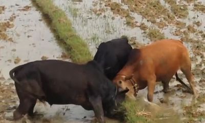 Video: 3 con bò hỗn chiến ác liệt trên ruộng