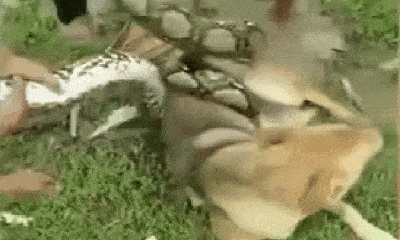 Video: Kinh hãi rắn hổ mang nôn ra rắn hổ mang