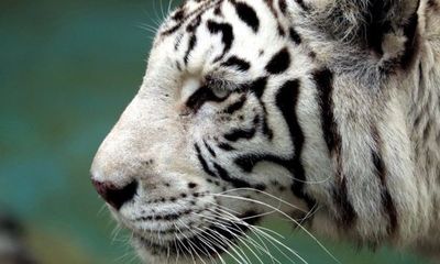 Hổ trắng quý hiếm bất ngờ vồ chết nhân viên vườn thú 