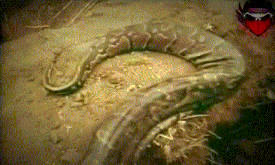 Video: Rùng rợn cảnh dùng chân người làm mồi câu trăn 