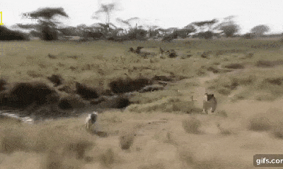 Video: Rùng mình cảnh bầy sư tử xâu xé, giết chết linh cẩu trong tích tắc
