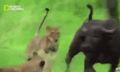 Video: Cả họ trâu rừng kéo nhau đi giải cứu đồng loại khỏi nanh vuốt sư tử