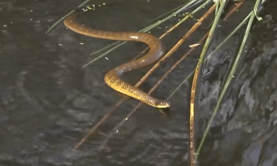Video: Đàn vịt trời hung dữ đánh đuổi rắn hổ kịch độc xâm phạm lãnh thổ
