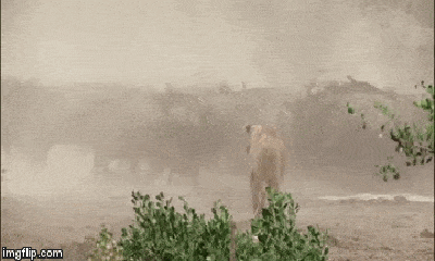 Video: Pha phản đòn của trâu rừng khiến sư tử bỏ chạy thục mạng