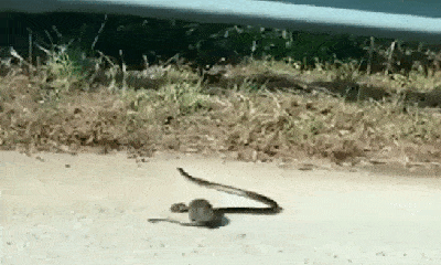 Video: Chuột lao vào cắn xé rắn Mamba đen cực độc