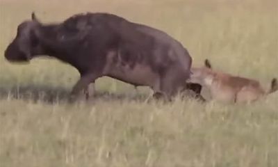 Video: Bị linh cẩu háu đói ngoạm 