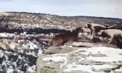 Video: Báo sư tử bị đàn chó săn uy hiếp rơi xuống vách núi