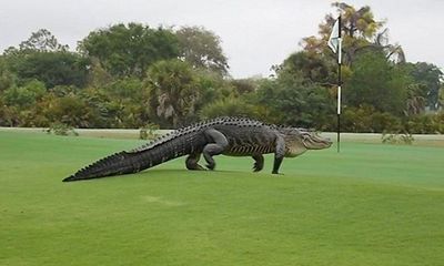 Clip: Kinh hoàng cá sấu dài gần 5m xuất hiện trên sân golf