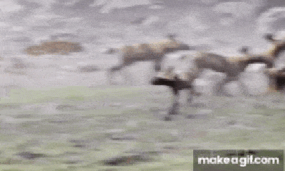 Video: Ngoạn mục màn săn mồi đỉnh cao của chó hoang Châu Phi