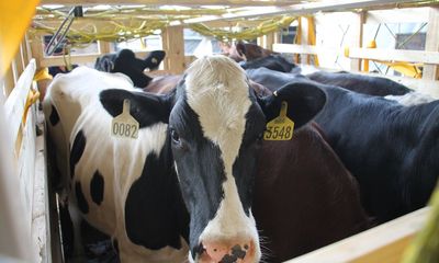 Vinamilk tiếp tục nhập hơn 200 cô bò hữu cơ về Việt Nam - Khẳng định vai trò tiên phong trong xu hướng organic cao cấp