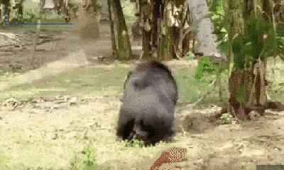 Video: Gấu xám hoang dã Bắc Mỹ nổi điên tấn công người