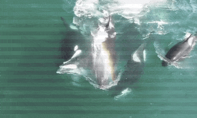 Video: Bầy cá mập hổ lao vào xé xác cá voi 