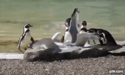 Video: Hải âu quyết chiến với đồng loại, chim cánh cụt vào can cũng bị đánh