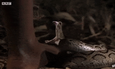 Video: Xem tận mắt nhát cắn đáng sợ của rắn độc khi bị dẫm lên người