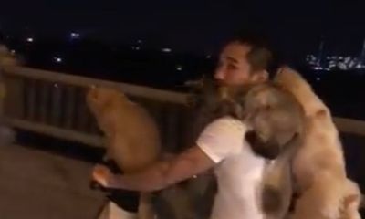 Video: Hãi hùng màn chở chó, mèo bấu víu của thanh niên đầu trần