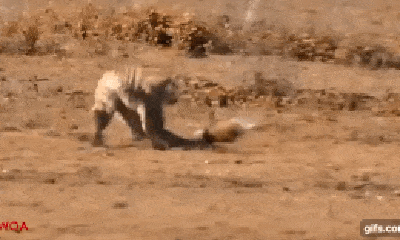 Video: Báo đốm nhảy từ cây cao hạ gục hươu trong 