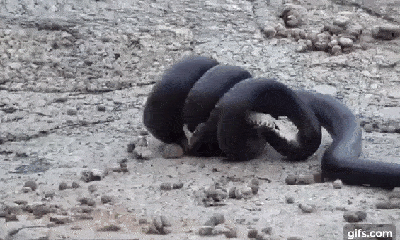 Video: Rắn hổ mang Musurana tử chiến ác liệt với rắn lục cực độc