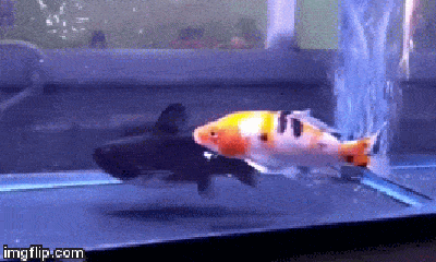 Video: Cận cảnh cá mèo nuốt chửng cá vàng trong bể