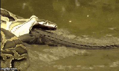 Video: Sởn da gà cảnh trăn khổng lồ “ăn tươi nuốt sống” cá sấu