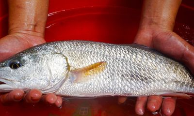 Ngư dân Đà Nẵng bắt được cá sủ vàng quý hiếm giá hàng trăm triệu