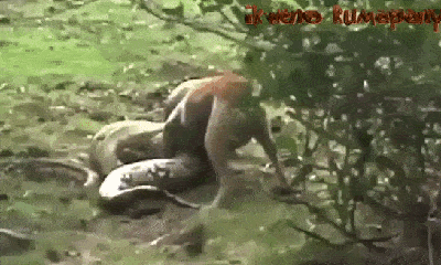 Video cuộc chiến sinh tồn: Trận hỗn chiến kịch tính giữa chó và rắn nâu cực độc
