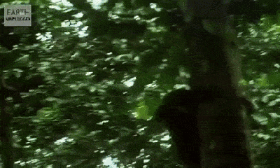 Video: Xem đàn tinh tinh săn lùng khỉ colobus để ăn thịt