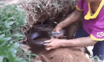 Video: Bắt sống rắn hổ mang siêu khủng dài hơn 2m ở Tuyên Quang