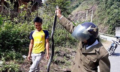 Video: Tay không tóm sống rắn hổ mang 