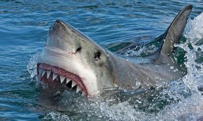 Australia: Người đàn ông tử vong do cá mập cắn khi đang bơi gần bờ