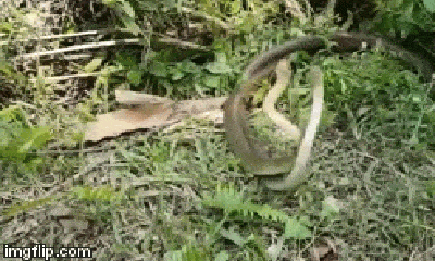 Video: Cận cảnh “vũ điệu tử thần” của hai con rắn hổ trâu
